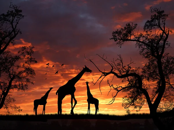 Silhouette Girafes Avec Paysage Jungle Beau Coucher Soleil — Photo