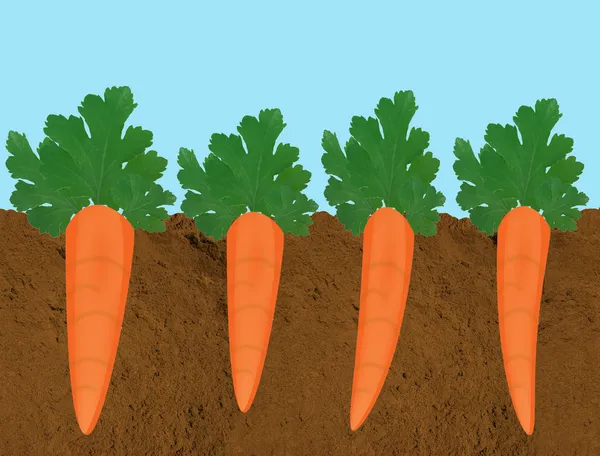 Морковь, растущая в почве — стоковый вектор