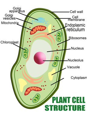 Plant cell structure clipart