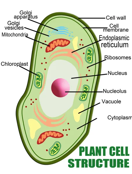 Plant cell structure — Stock Vector