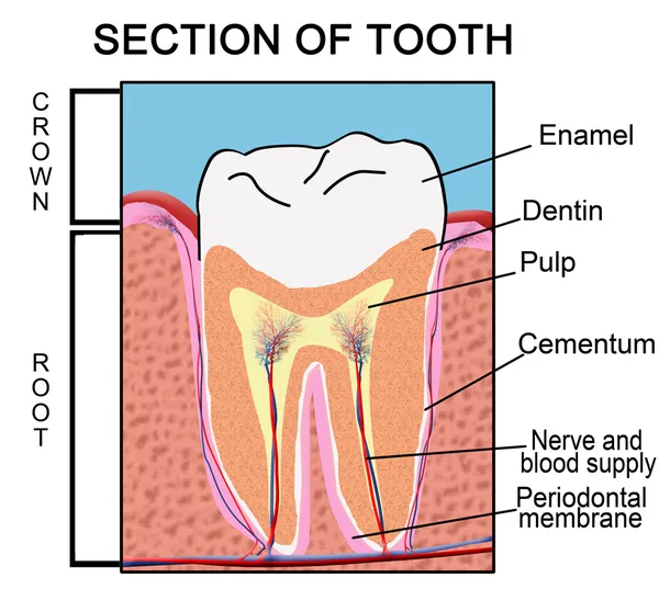 Avsnitt av tand — Stock vektor