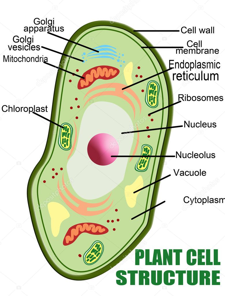 Pictures : plants and animals cells | Plant cell structure ...