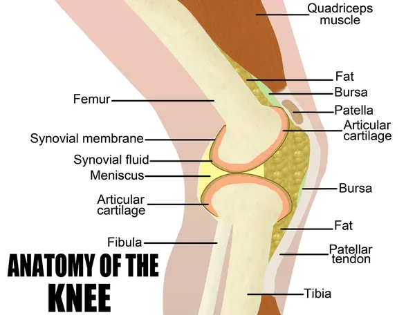 Anatomía de la rodilla — Vector de stock