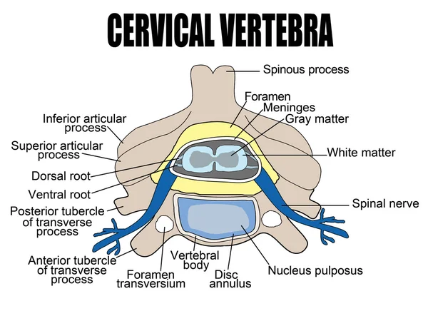 Servikal vertebra — Stok Vektör