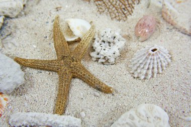 Starfish and shells on sand clipart