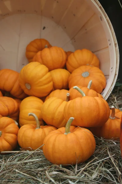 Orange pumpkins tumble from wooden barrel — Stock Photo, Image
