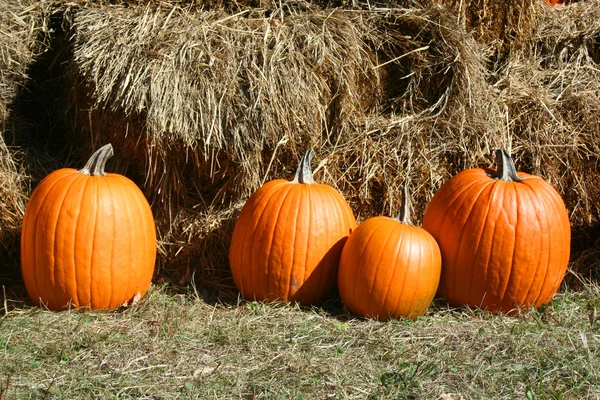 4 pumpkins in grass near hay bales — Stock Photo, Image