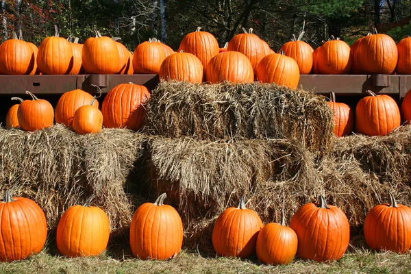 Orange pumpkins in rows on hay bales — Stockfoto