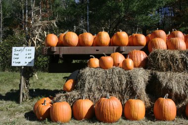 Pumpkins for sale clipart