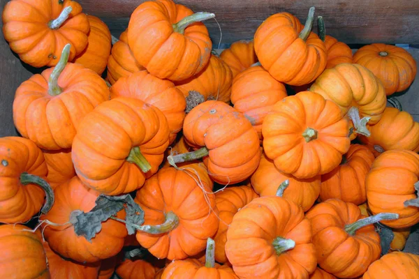 Mini jack pumpkins — Stock Photo, Image