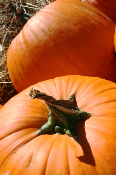 Bright orange pumpkin with twisted stem — Stock Photo, Image