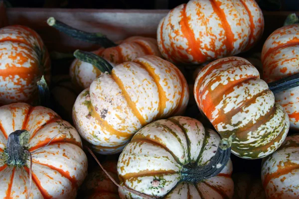 Colorful mini gourds — Stock Photo, Image