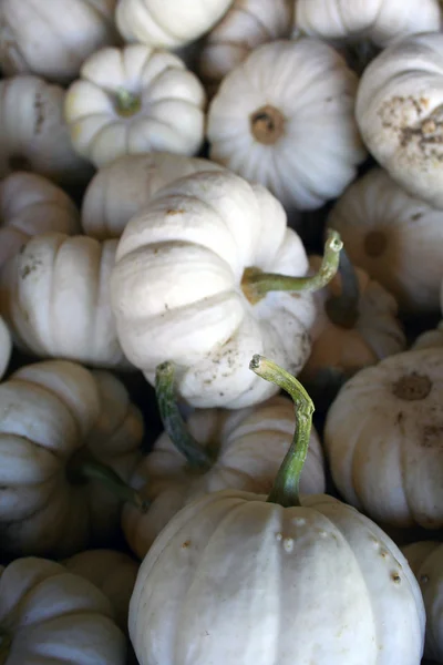 Mini white pumpkins — Stock Photo, Image