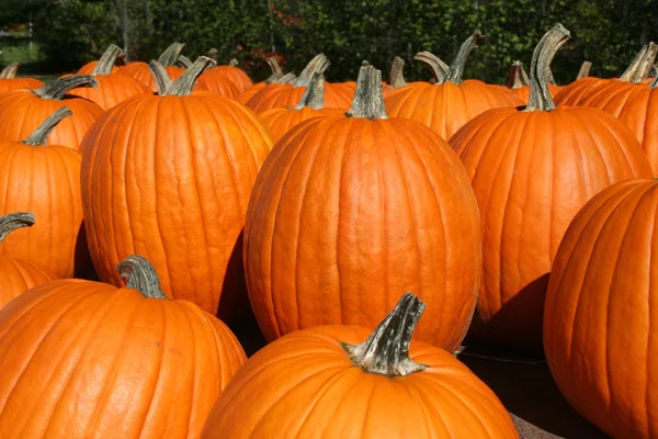 Bright pumpkins at farm stand — Stock Photo, Image