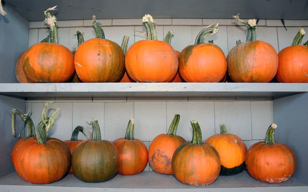 Pumpkins on shelves — Stock Photo, Image