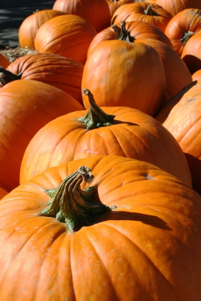 Multiple pumpkins with twisted stems — Stock Photo, Image