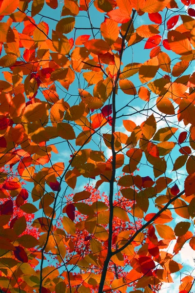 Őszi levelek a kék ég ellen Stock Fotó