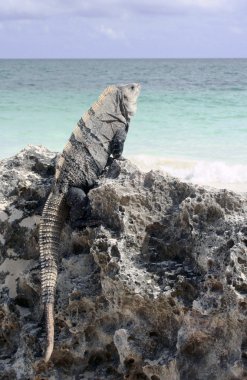 Iguana on rock at Caribbean beach clipart