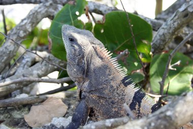 Yeşiller içinde iguana