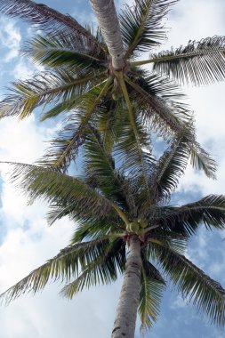 Palmiye ağaçları ve mavi gökyüzü