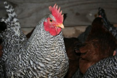 Rooster in charge of flock of laying hens