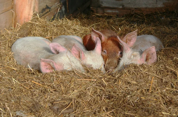 Свиньи в сене — стоковое фото