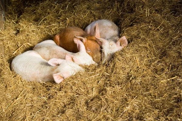 Quatre Jeunes Porcs Nichés Dans Foin Dans Grange — Photo