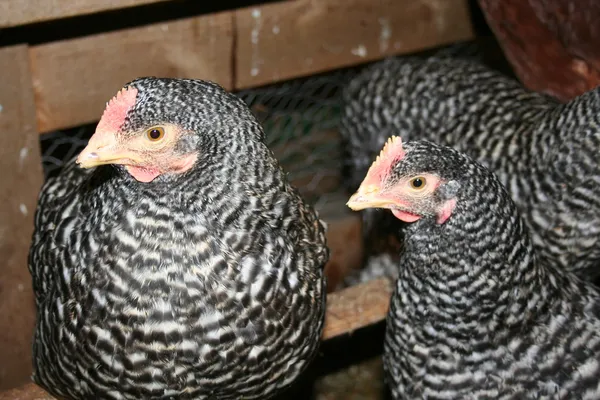 家族の農場で鶏を敷設 ロイヤリティフリーのストック写真