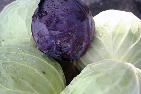 Green and purple cabbage heads — Stock Photo, Image