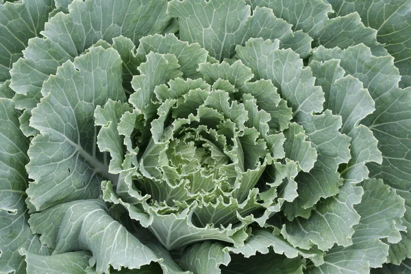 Close Leaves Kale — Stock Photo, Image
