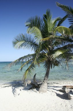 Meksika tatil köyünün sahilindeki yalnız palmiye ağacı.