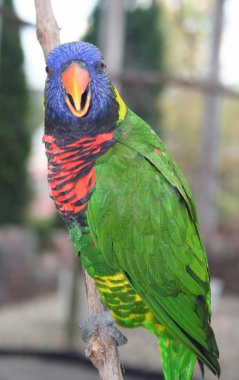 Colorful lorikeet parrot on perch looking at you clipart