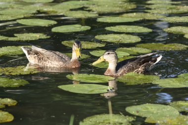 Two ducks in pond clipart