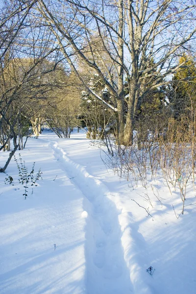 Snowy Foot Path Winter Garden — Stock Photo, Image