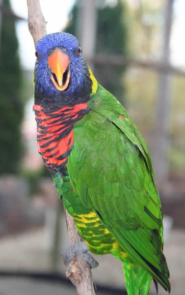 Lorikeet looking at you — Stock Image Lorikeet looking at you Stock Photo