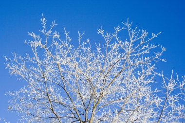 frost kaplı ağaç dalları mavi gökyüzü