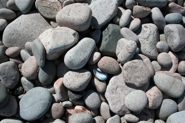 Seaside Background Smooth Rocks Mussel — Stock Photo, Image