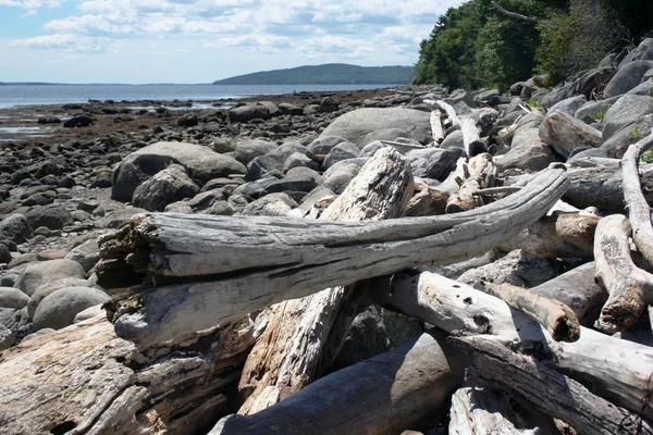Driftwood на пляжі — стокове фото