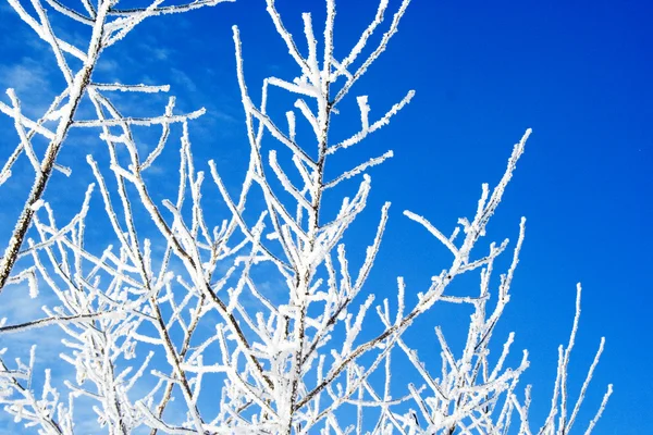 Frosted takken tegen blauwe hemel — Stockfoto