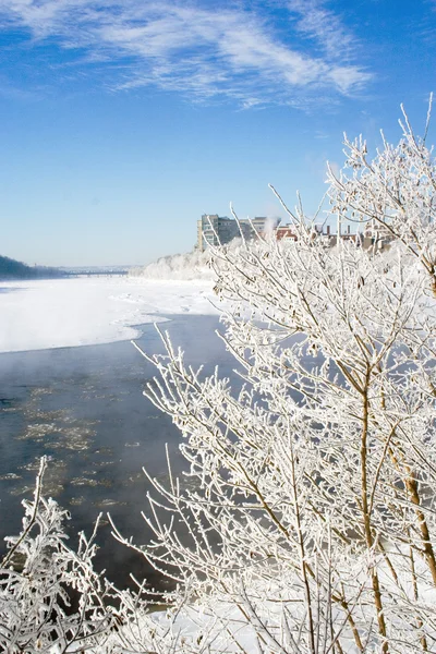 Invierno Pintorescas Ramas Congeladas Orilla Del Río —  Fotos de Stock