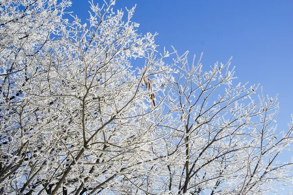 冬霜で覆われた木の枝の青い空を背景シーン — ストック写真