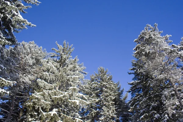 Groenblijvende Bomen Met Sneeuw Bedekt Takken Tegen Blauwe Hemel — Stockfoto