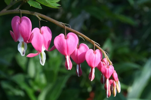 Spring flower bleeding heart with bend — Stock Photo, Image