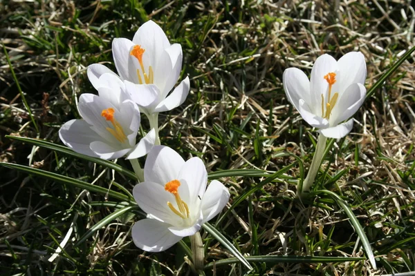 Spring flowers white crocuses — Stock Photo, Image