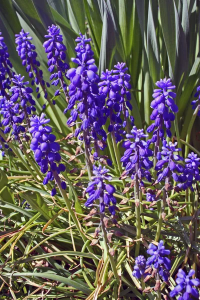 Spring grape hyacinth — Stock Photo, Image