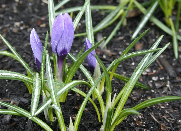 Spring purple crocus — Stock Photo, Image