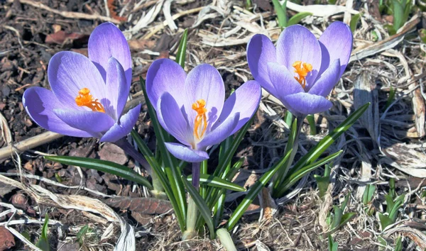Tavaszi lila krókuszok a Park egy — Stock Fotó