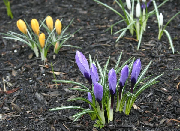 Spring purple yellow crocuses — Stock Photo, Image