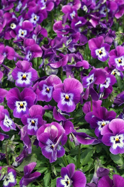 Spring violets — Stock Photo, Image