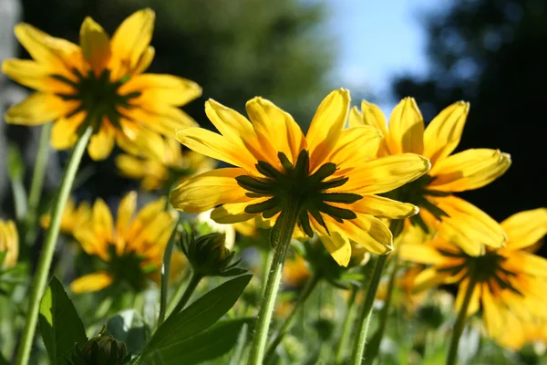 stock image Summer yellow daisies underside